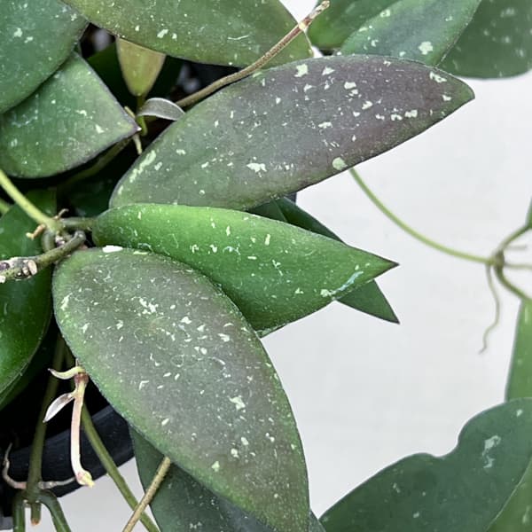 ホヤ:ドラゴンフライ 4号吊り鉢植え