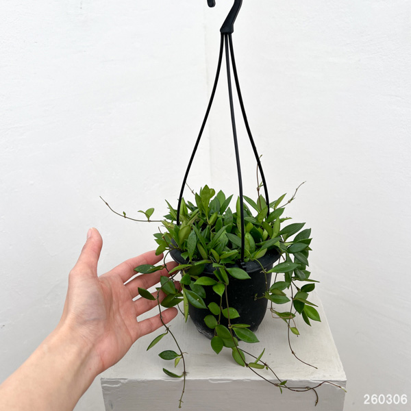 ホヤ:ピクタ 4号吊り鉢植え