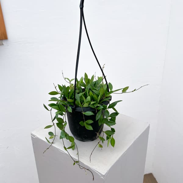 ホヤ:ピクタ 4号吊り鉢植え