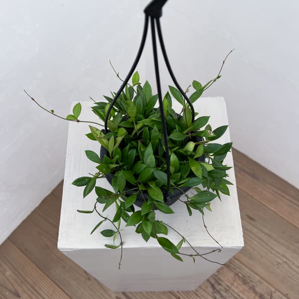 ホヤ:ピクタ 4号吊り鉢植え