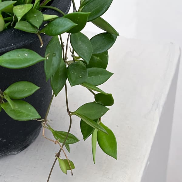 ホヤ:ピクタ 4号吊り鉢植え