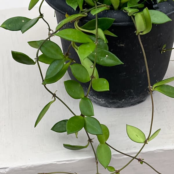 ホヤ:ピクタ 4号吊り鉢植え