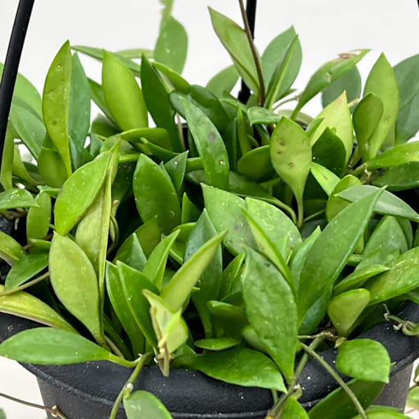 ホヤ:ピクタ 4号吊り鉢植え