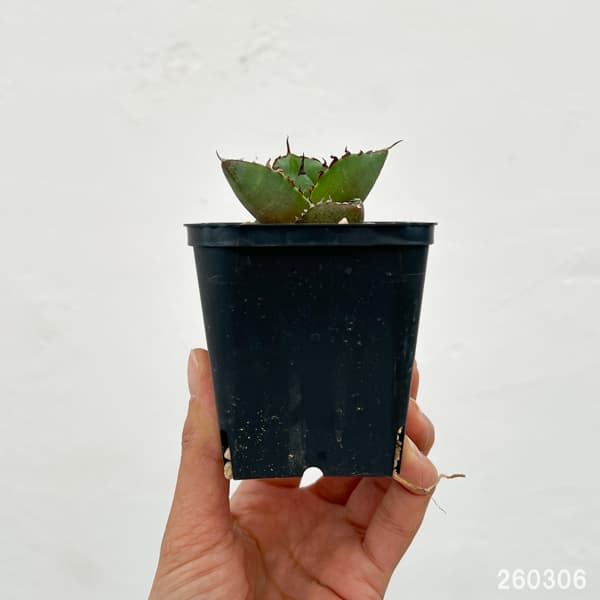 アガベ：ジャガーノート　3号鉢植え*