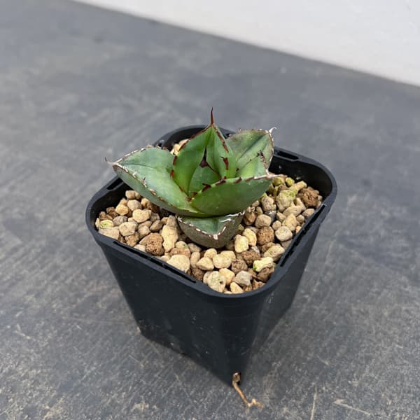 アガベ：ジャガーノート　3号鉢植え*