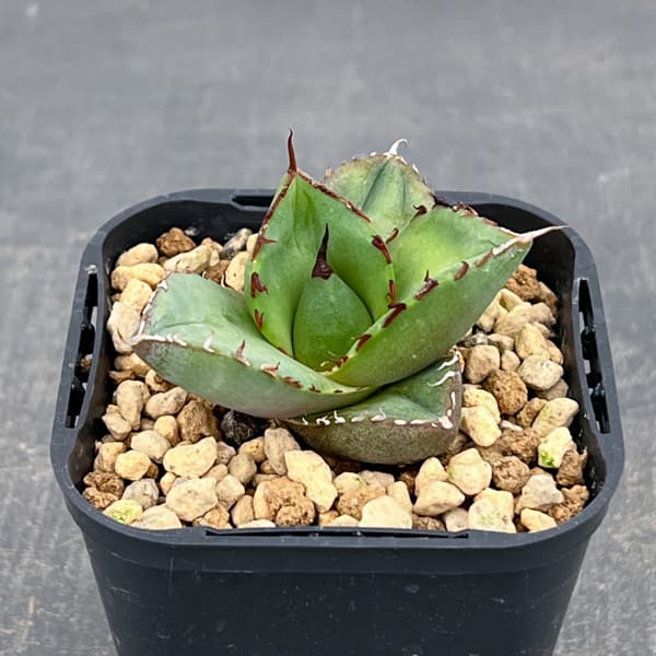 アガベ：ジャガーノート　3号鉢植え*
