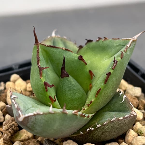 アガベ：ジャガーノート　3号鉢植え*