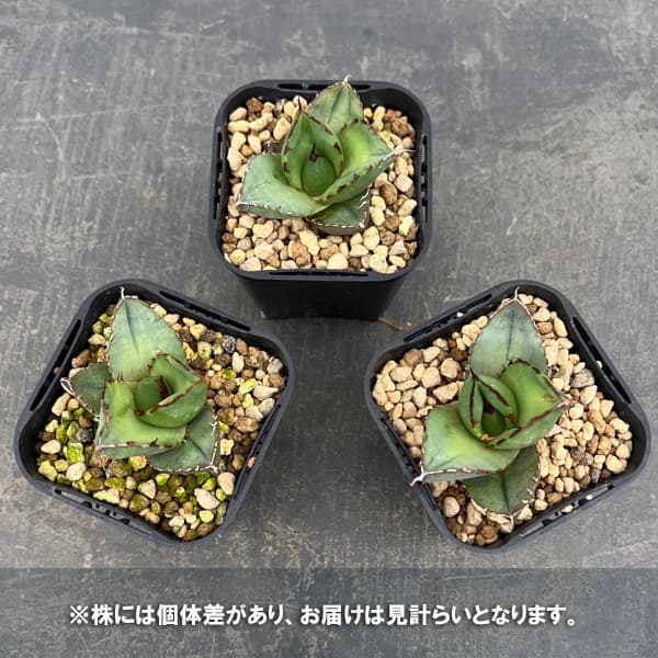 アガベ：ジャガーノート　3号鉢植え*