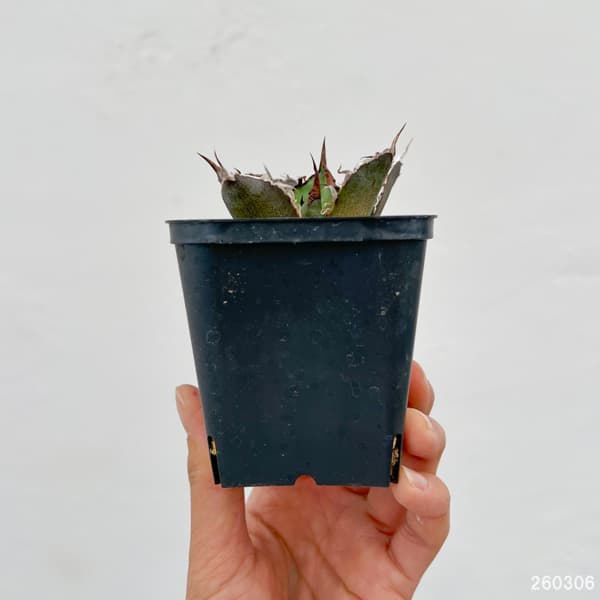 アガベ：チタノタ　シーザー（凱撤）　3号鉢植え**