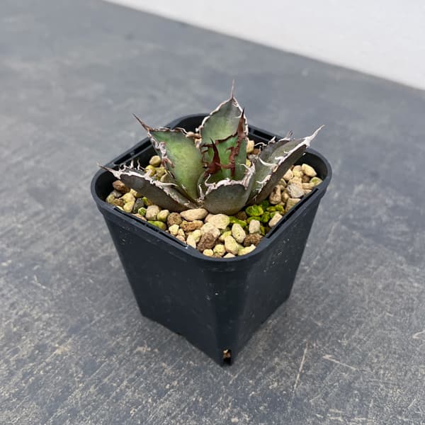 アガベ：チタノタ　シーザー（凱撤）　3号鉢植え**