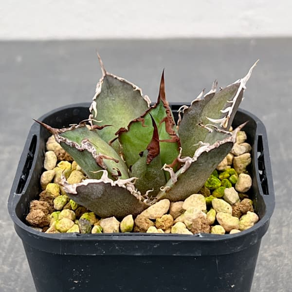 アガベ：チタノタ　シーザー（凱撤）　3号鉢植え**