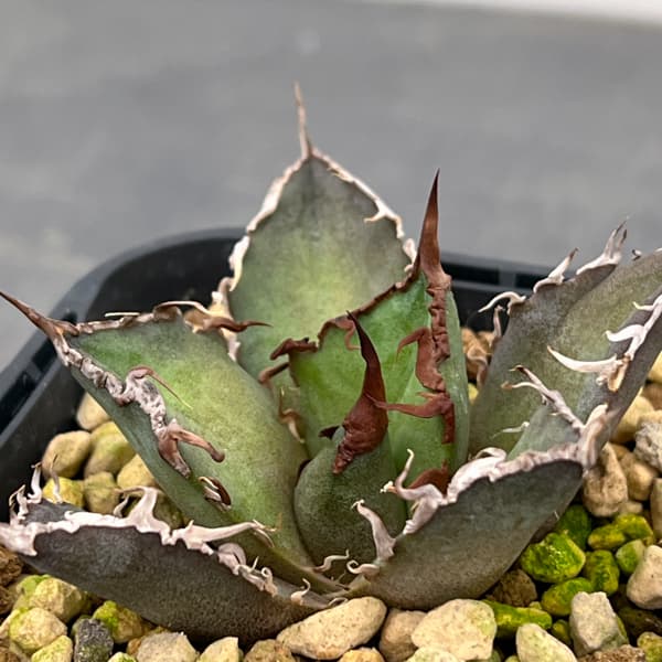 アガベ：チタノタ　シーザー（凱撤）　3号鉢植え**