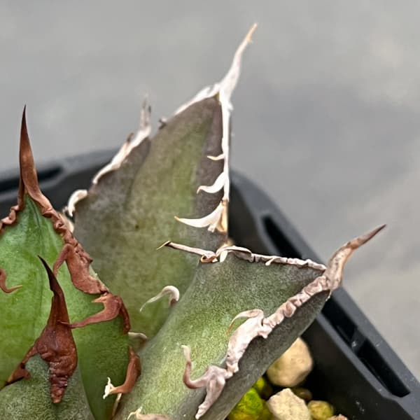 アガベ：チタノタ　シーザー（凱撤）　3号鉢植え**