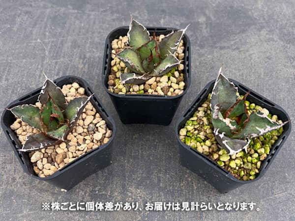 アガベ：チタノタ　シーザー（凱撤）　3号鉢植え**