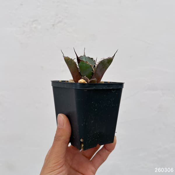 アガベ：チタノタ 黒豹　3号鉢植え*