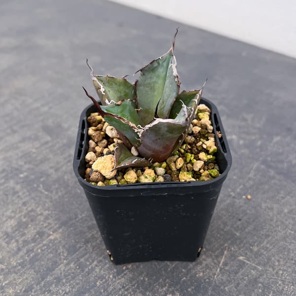アガベ：チタノタ 黒豹　3号鉢植え*