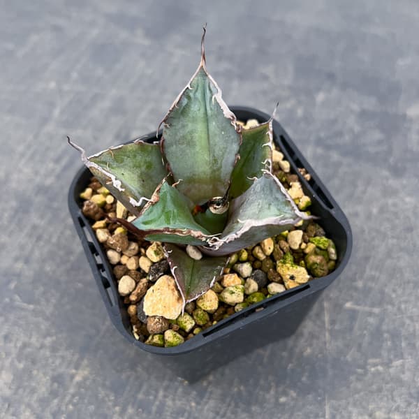 アガベ：チタノタ 黒豹　3号鉢植え*