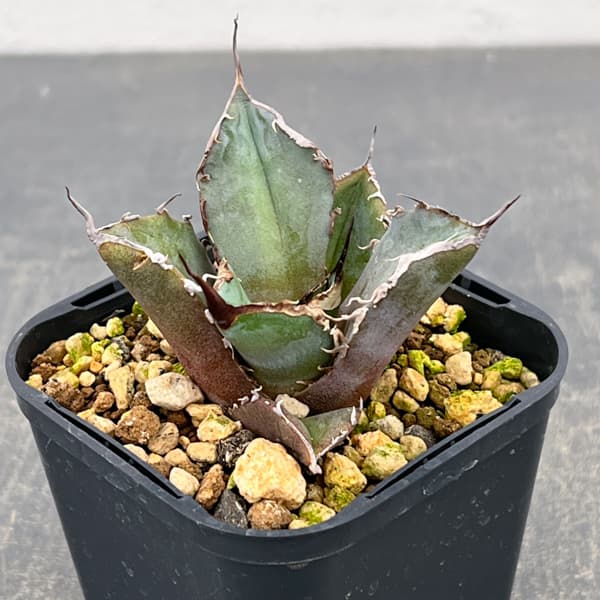 アガベ：チタノタ 黒豹　3号鉢植え*