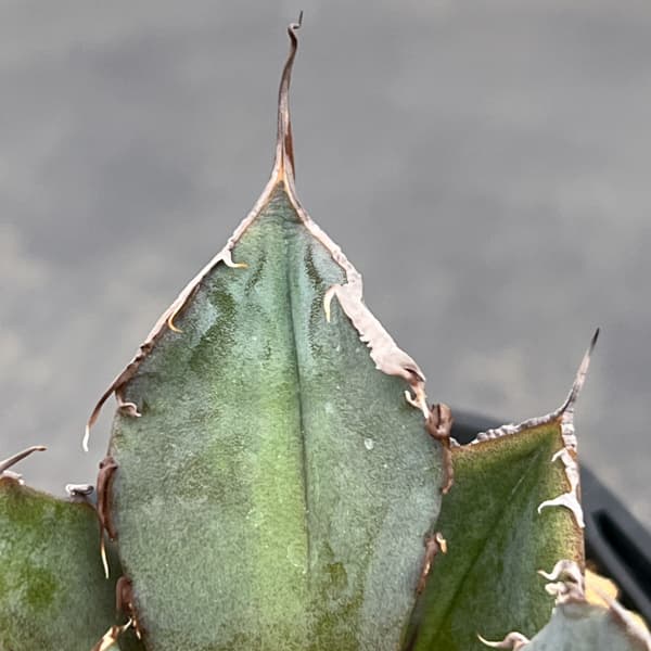 アガベ：チタノタ 黒豹　3号鉢植え*