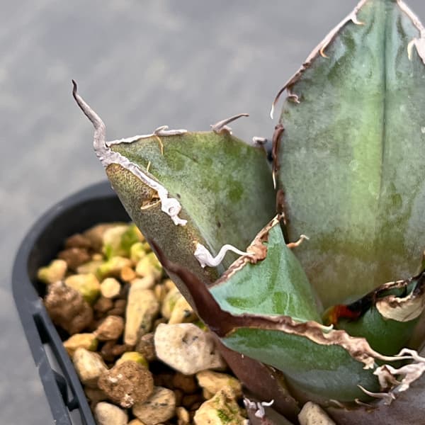 アガベ：チタノタ 黒豹　3号鉢植え*