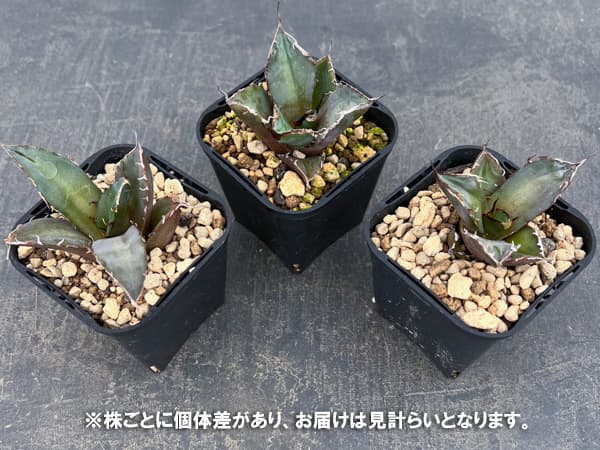 アガベ：チタノタ 黒豹　3号鉢植え*