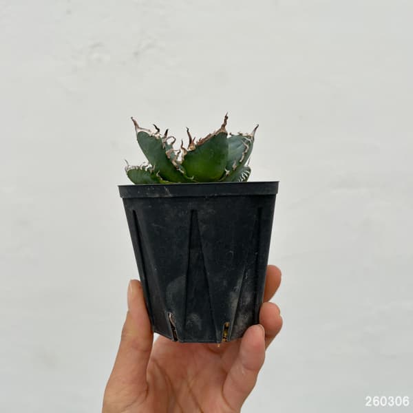 アガベ：チタノタ　南アフリカダイヤモンド　3号鉢植え*