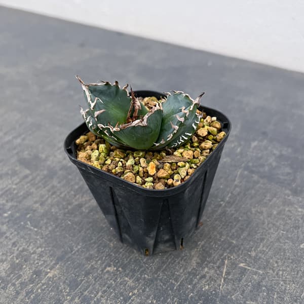 アガベ：チタノタ　南アフリカダイヤモンド　3号鉢植え*