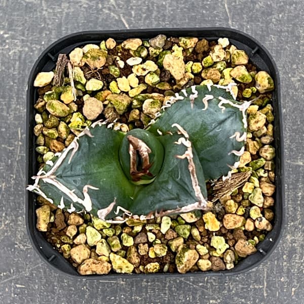 アガベ：チタノタ　南アフリカダイヤモンド　3号鉢植え*