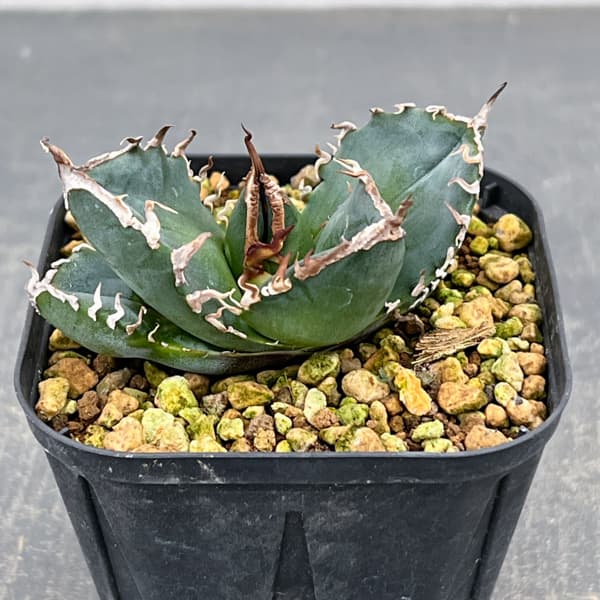 アガベ：チタノタ　南アフリカダイヤモンド　3号鉢植え*