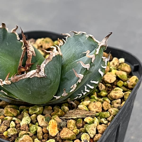 アガベ：チタノタ　南アフリカダイヤモンド　3号鉢植え*