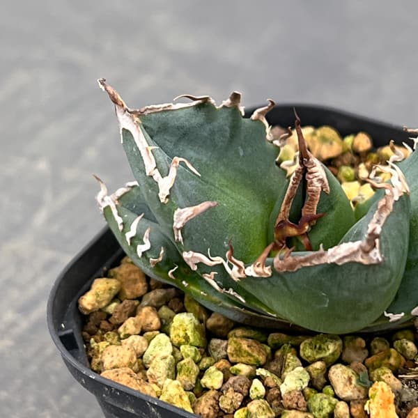 アガベ：チタノタ　南アフリカダイヤモンド　3号鉢植え*