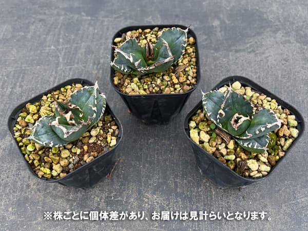 アガベ：チタノタ　南アフリカダイヤモンド　3号鉢植え*