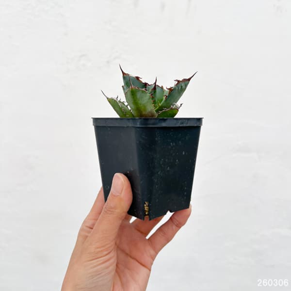 アガベ：チタノタ 龍牙　3号鉢植え*