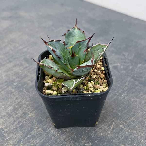アガベ：チタノタ 龍牙　3号鉢植え*