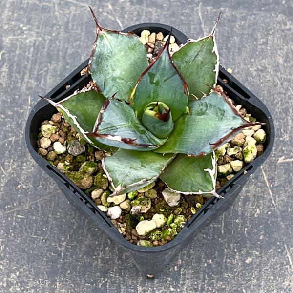 アガベ：チタノタ 龍牙　3号鉢植え*