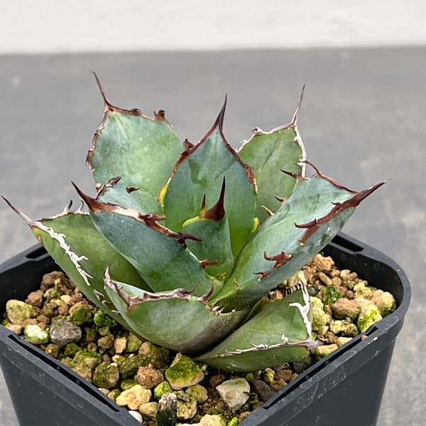 アガベ：チタノタ 龍牙　3号鉢植え*