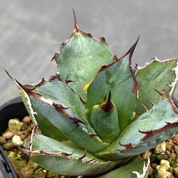 アガベ：チタノタ 龍牙　3号鉢植え*