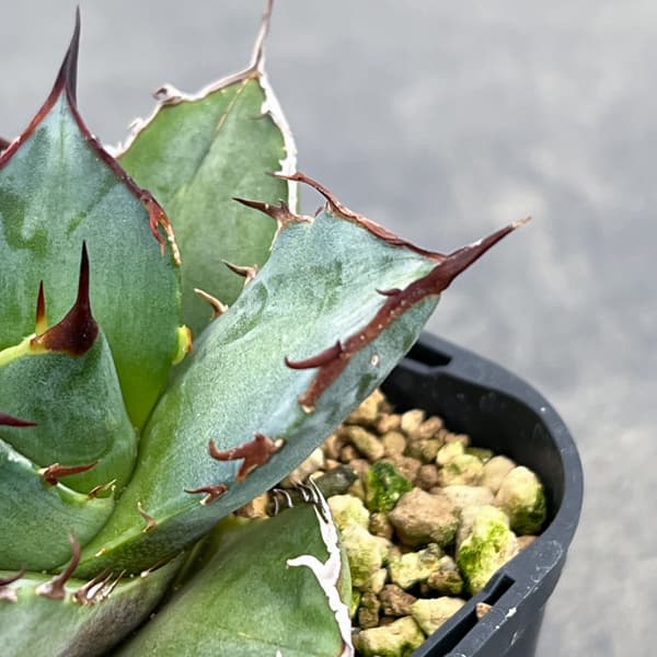 アガベ：チタノタ 龍牙　3号鉢植え*