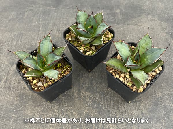 アガベ：チタノタ 龍牙　3号鉢植え*