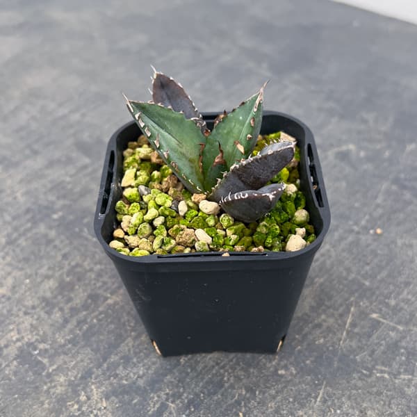 アガベ：チタノタ 緋紅牡丹　3号鉢植え*