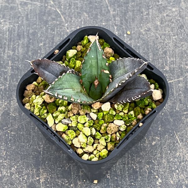 アガベ：チタノタ 緋紅牡丹　3号鉢植え*