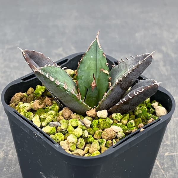 アガベ：チタノタ 緋紅牡丹　3号鉢植え*