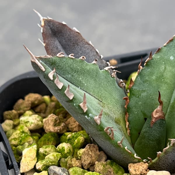 アガベ：チタノタ 緋紅牡丹　3号鉢植え*