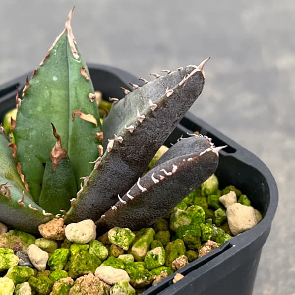 アガベ：チタノタ 緋紅牡丹　3号鉢植え*