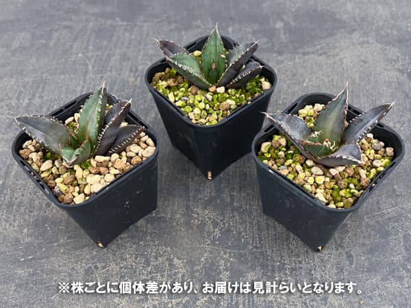 アガベ：チタノタ 緋紅牡丹　3号鉢植え*