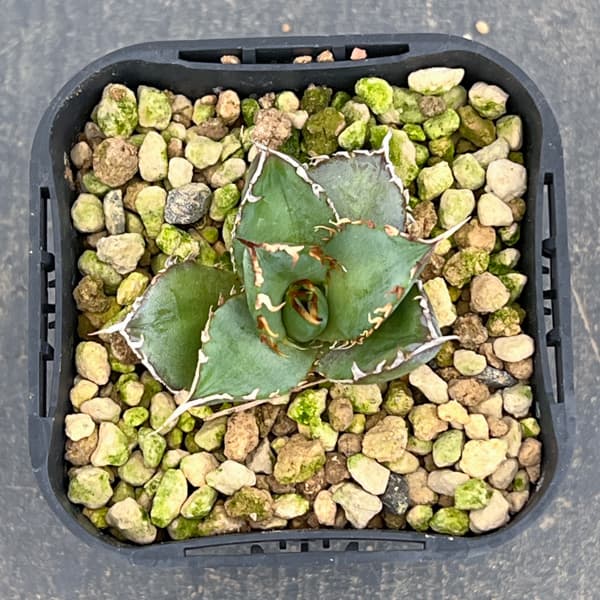 アガベ：チタノタ フィリグリー　 3号鉢植え*