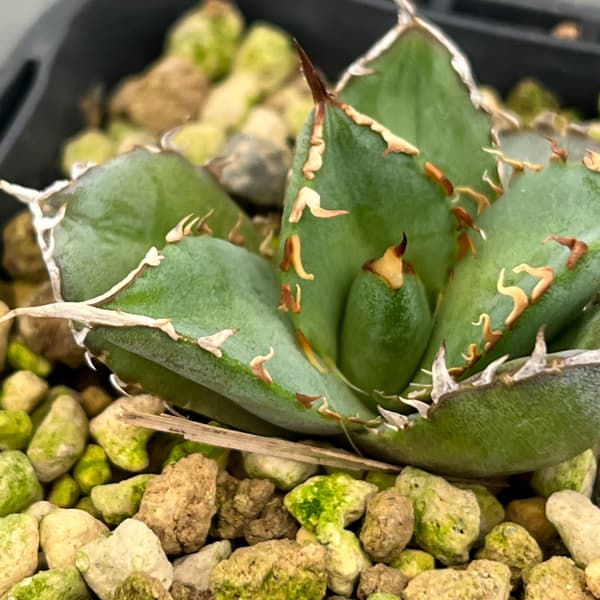 アガベ：チタノタ フィリグリー　 3号鉢植え*