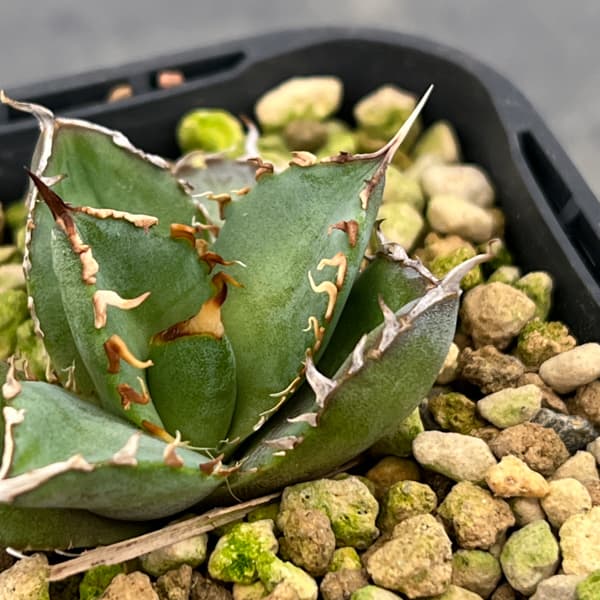 アガベ：チタノタ フィリグリー　 3号鉢植え*