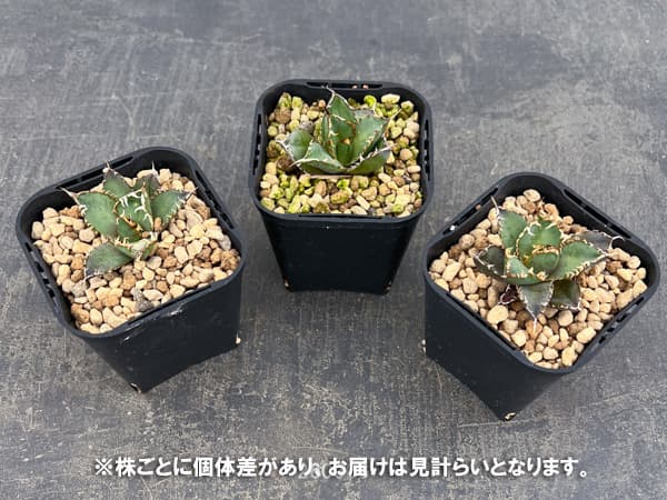 アガベ：チタノタ フィリグリー　 3号鉢植え*