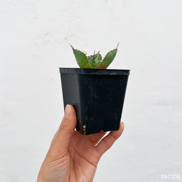 アガベ：チタノタ　黒鯨　3号鉢植え*